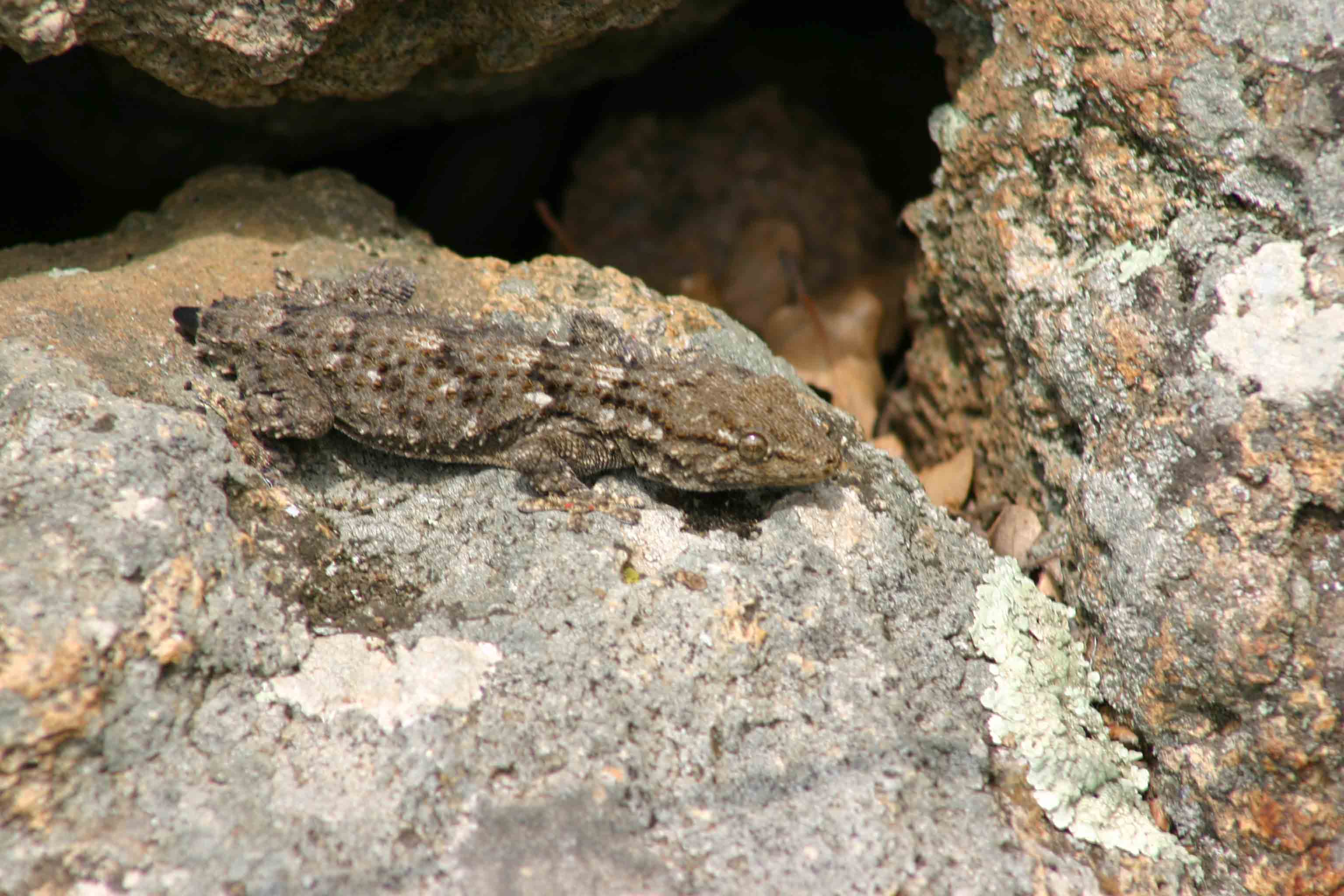Tarentola mauretanica